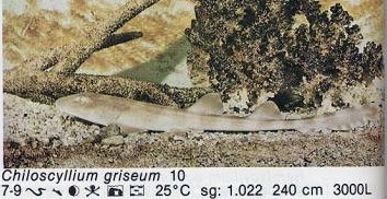 Chiloscyllium griseum